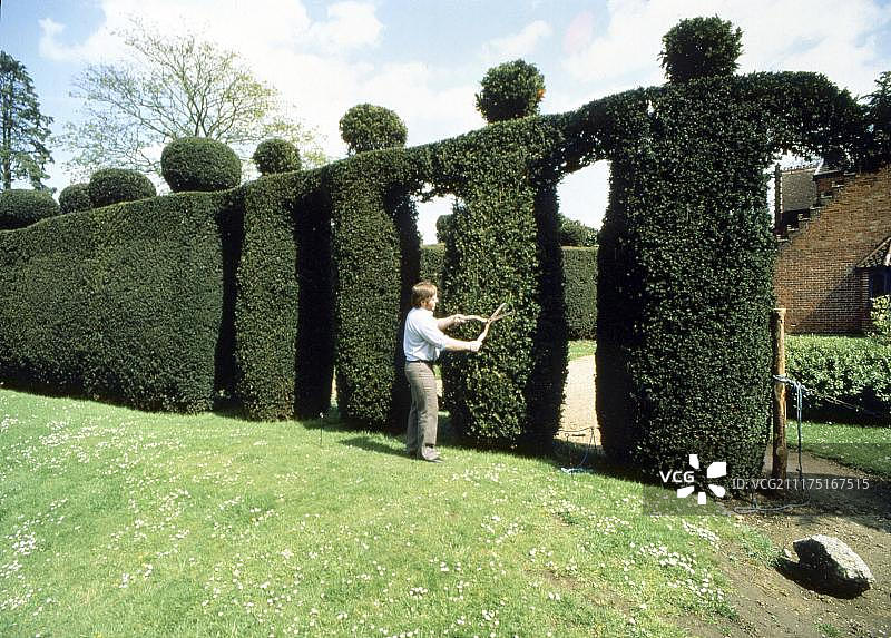 园丁在英国修剪树篱人像图片素材