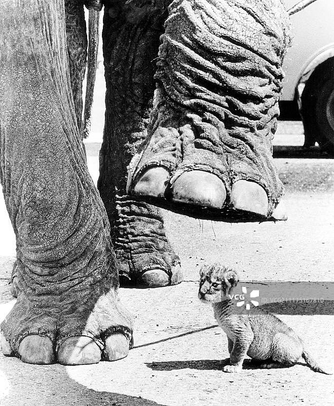 英国，大象在小狮子之上图片素材