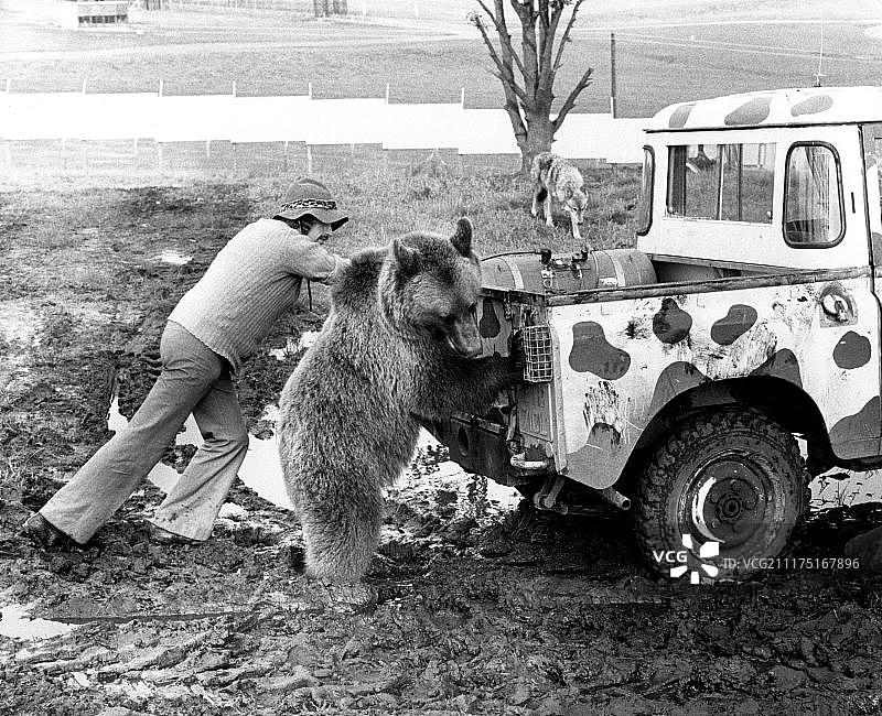 男人和熊在英国推动吉普车图片素材
