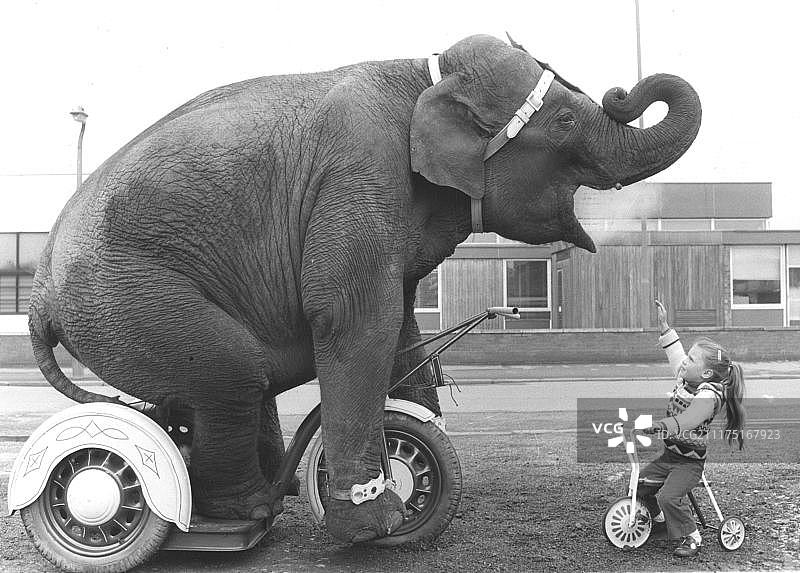 英国骑三轮车的女孩和大象图片素材
