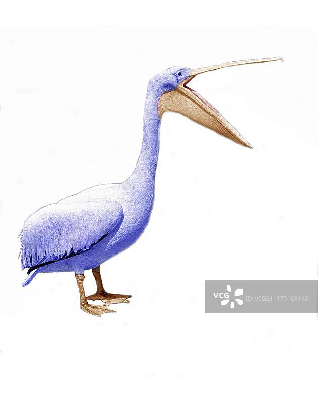 英国鹈鹕图片素材