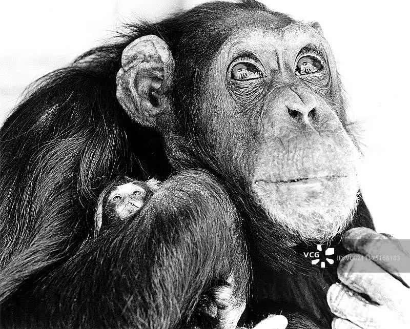 黑猩猩抱着小猴子，英格兰，英国图片素材