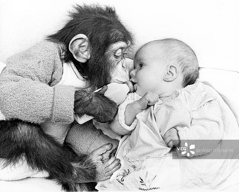 猴子给宝宝喂奶，英国图片素材