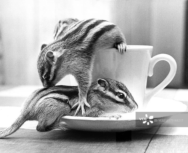 两只花栗鼠，英国图片素材