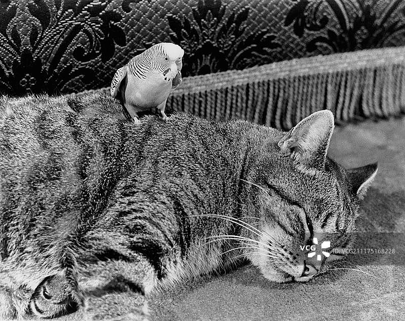 英国的虎皮鹦鹉与猫图片素材