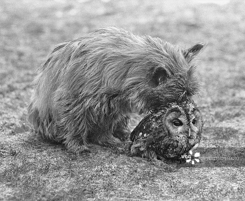 英国狗狗与猫头鹰图片素材