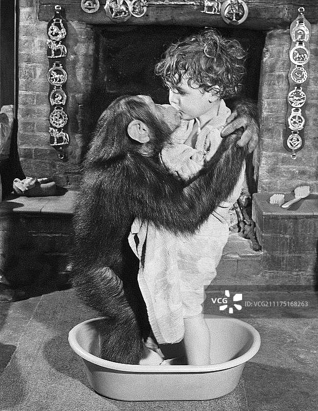 在英国洗澡的黑猩猩母子图片素材