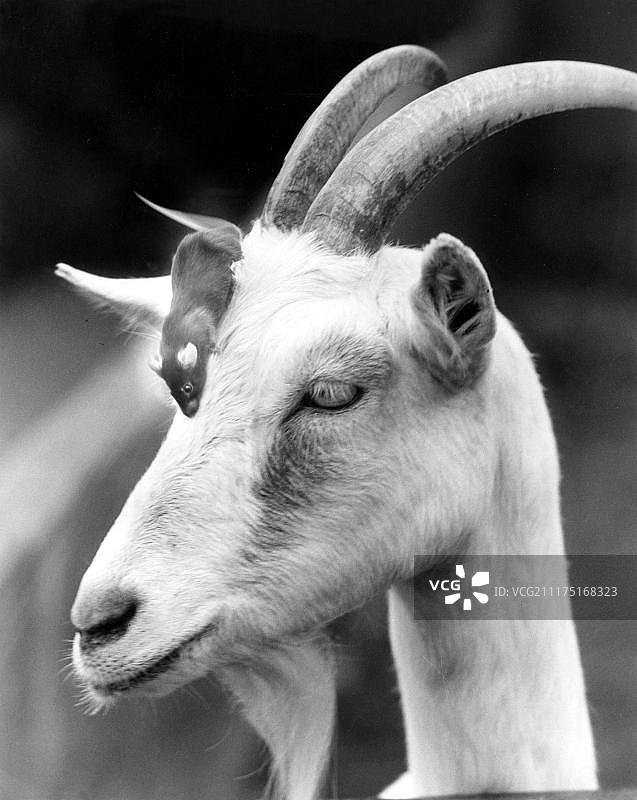 英格兰山羊头上的鼠标图片素材