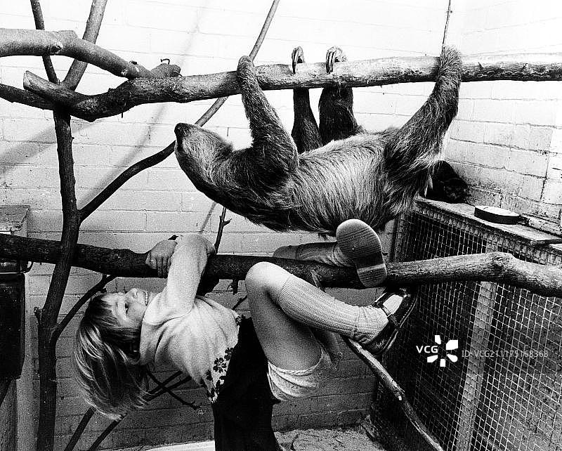 树懒和女孩攀爬，英国，大不列颠图片素材