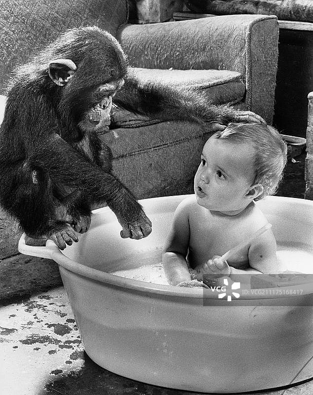 黑猩猩给孩子洗澡，英国，大不列颠图片素材
