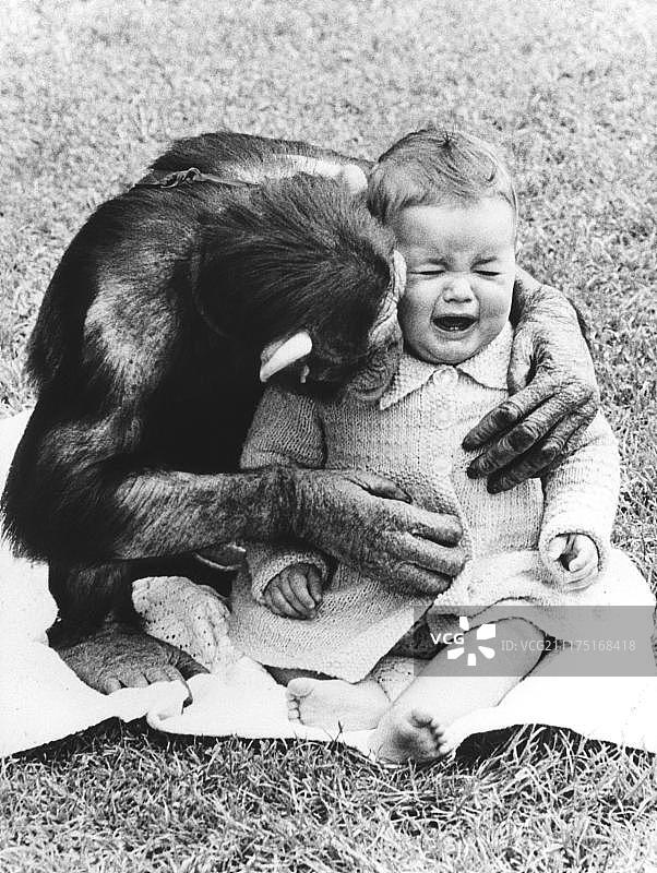 英国黑猩猩安慰孩子图片素材