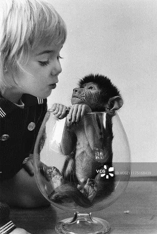 在英格兰，女孩观看玻璃杯里的小猴子图片素材