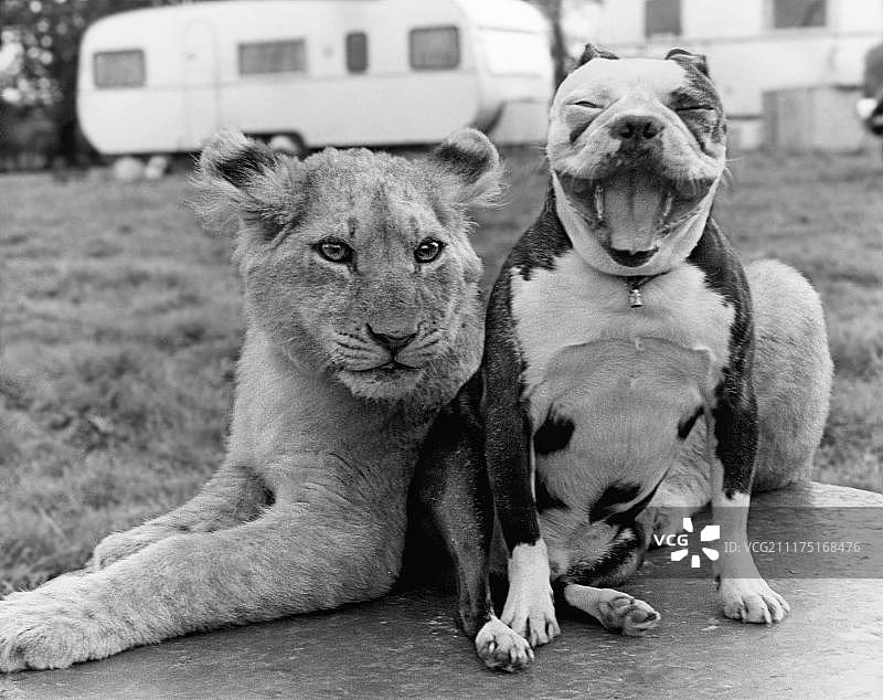 斗牛犬与狮子，英国图片素材