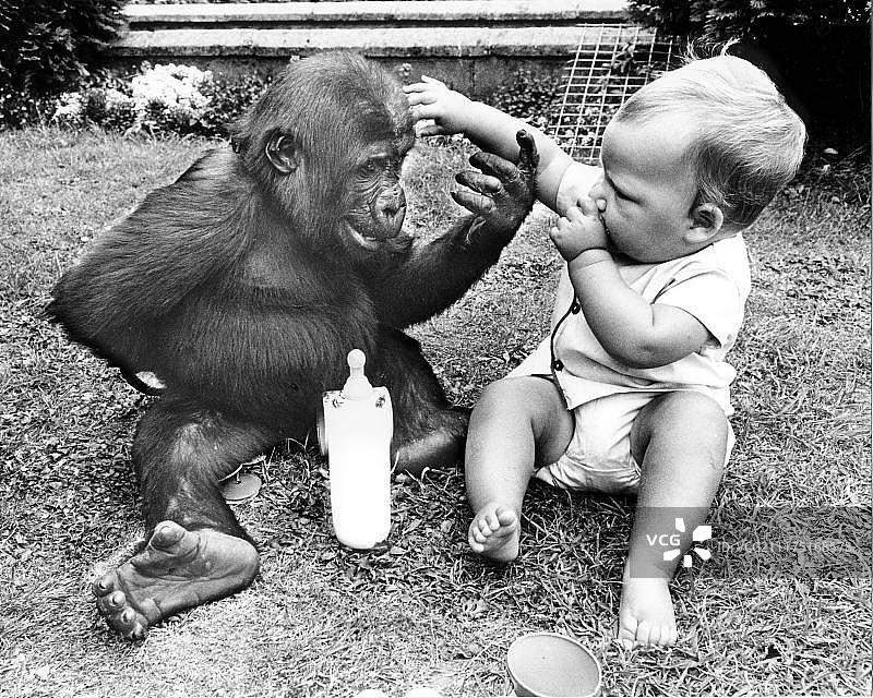 小猩猩和宝宝在英国玩耍图片素材