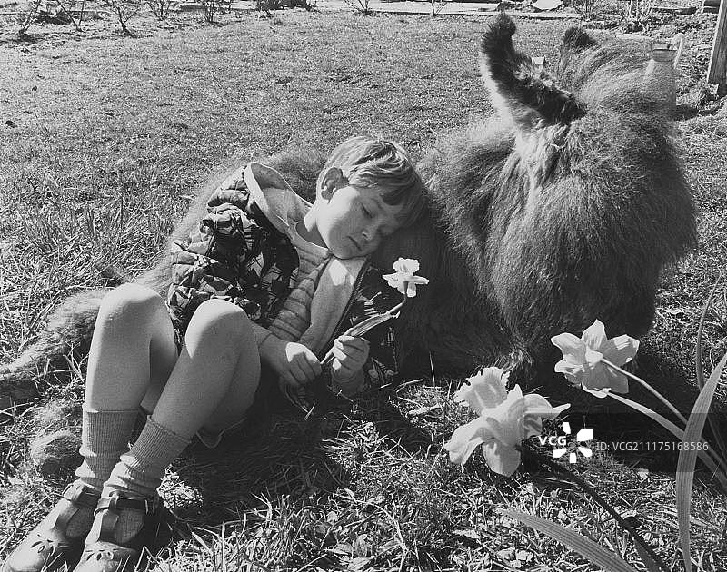 男孩在驴背上睡觉，英国图片素材