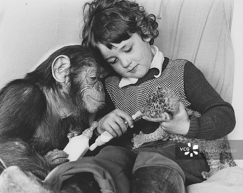 黑猩猩和一个男孩喂养幼年掠食者，英国图片素材