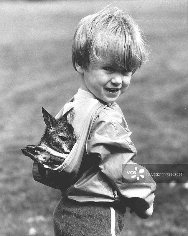 男孩兜帽里装着小袋鼠，英格兰，英国图片素材