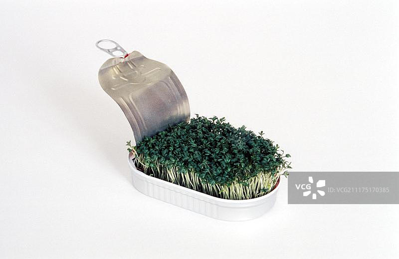 柏林罐头里生长的豆瓣菜图片素材