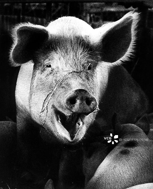 猪，动物肖像，约1960年代，地点未知，英国图片素材