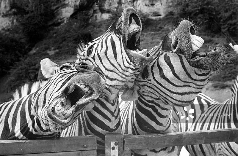 唱歌的斑马，20世纪70年代图片素材