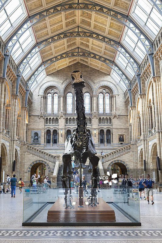 伦敦自然历史博物馆恐龙骨架入口大厅图片素材