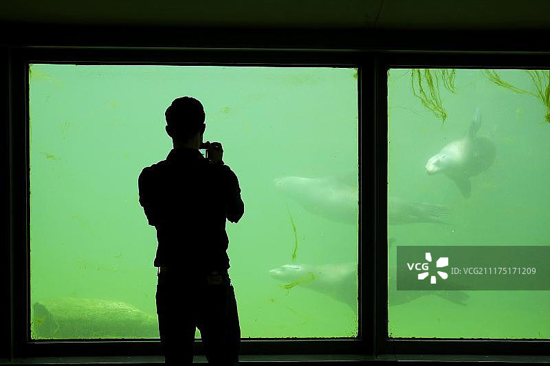 游客，卡尔斯鲁厄动物园的海豹池，巴登-符腾堡州，德国，欧洲图片素材