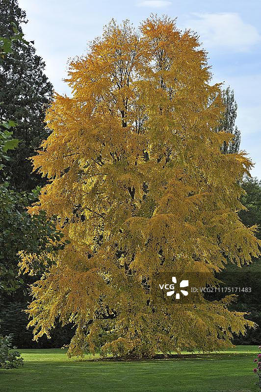 秋色中的连香树，德国巴登-符腾堡州图片素材