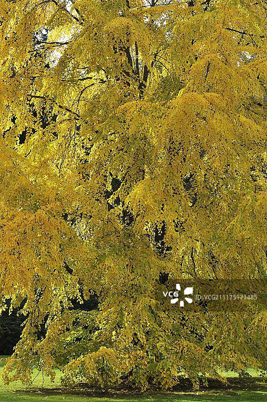 秋色中的连香树，德国巴登-符腾堡州图片素材