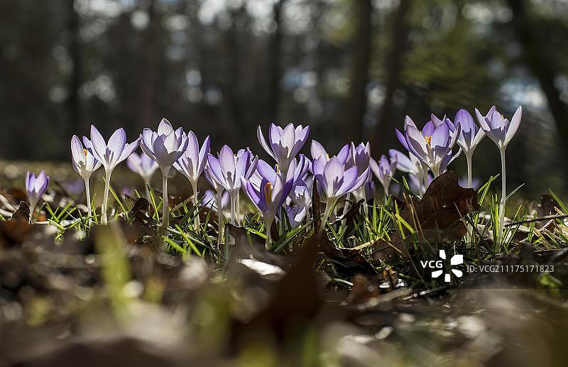 番红花，慕尼黑植物园，上巴伐利亚，巴伐利亚，德国，欧洲图片素材