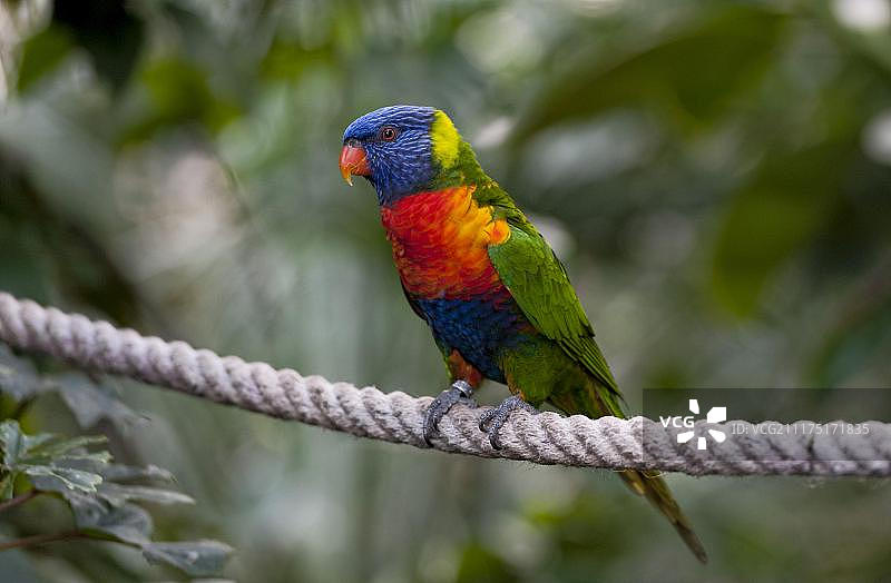 在慕尼黑海拉布伦动物园的绳子上栖息的虹彩吸蜜鹦鹉图片素材