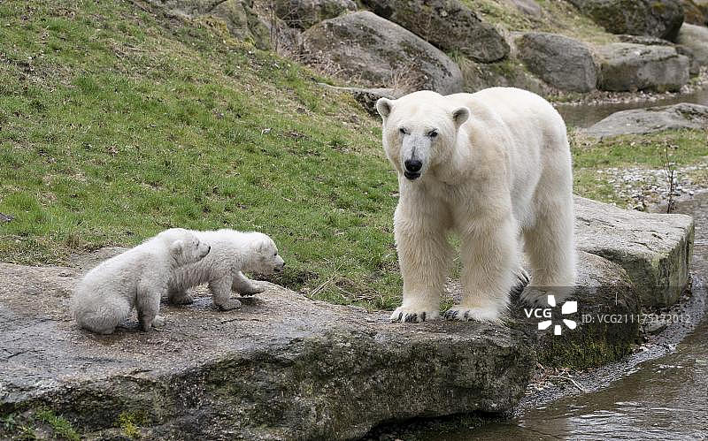 德国慕尼黑海拉布伦动物园与母亲在一起的北极熊幼崽图片素材
