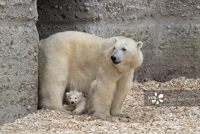 北极熊(Ursus maritimus),幼崽,诺比,14周大,和它的母亲乔凡娜,地狱布伦动物园,慕尼黑,上巴伐利亚,巴伐利亚,德国,欧洲图片素材