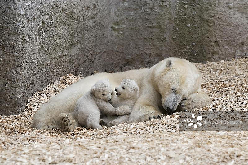德国慕尼黑海拉布伦动物园北极熊幼崽与母亲玩耍图片素材