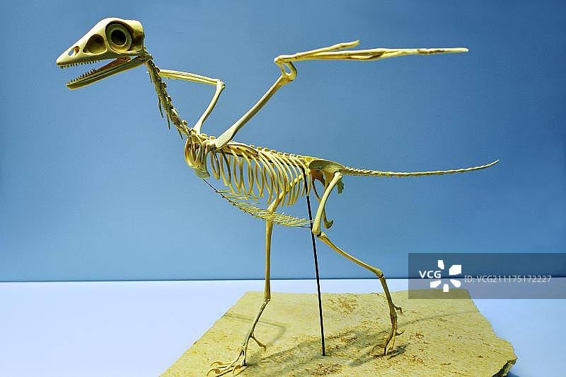 慕尼黑古生物博物馆的翼龙骨骼化石，德国巴伐利亚图片素材