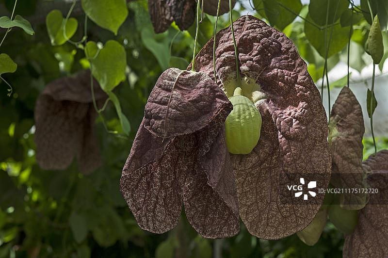 巨花马兜铃图片素材