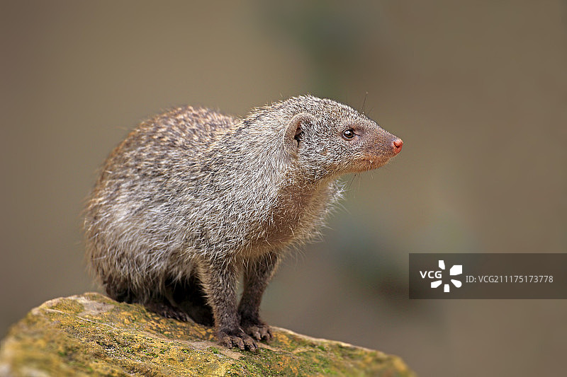 非洲本地成年带状獴，人工饲养，德国莱茵兰-普法尔茨州朗道图片素材