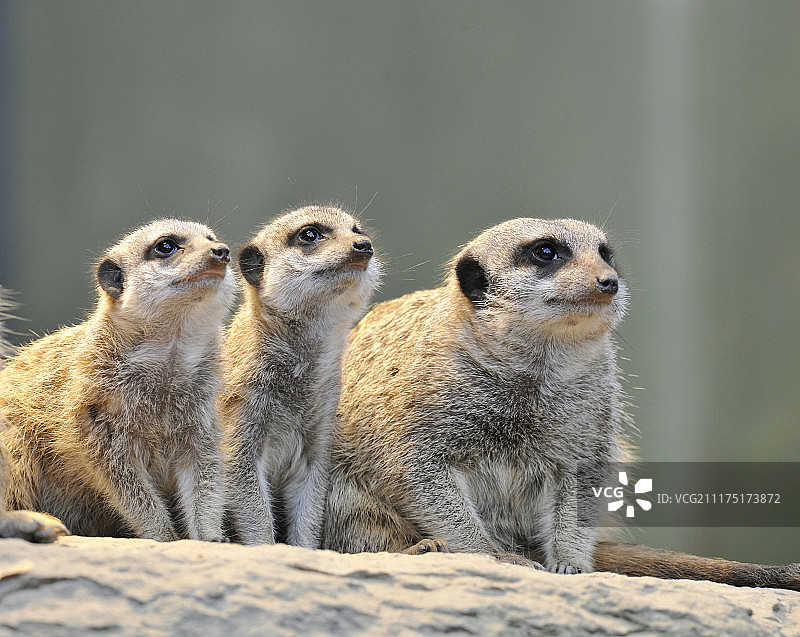狐獴，幼崽与成年狐獴，非洲图片素材