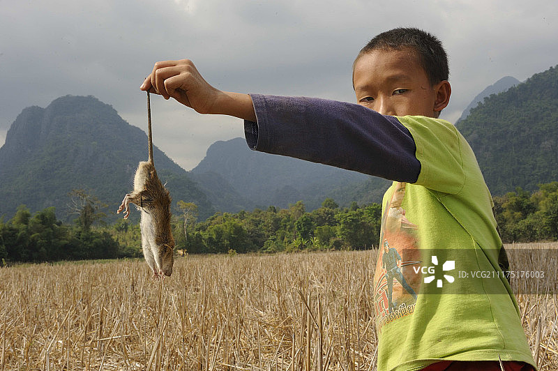 老挝男孩抓住老鼠的尾巴，背景是万象省万荣附近的喀斯特山图片素材