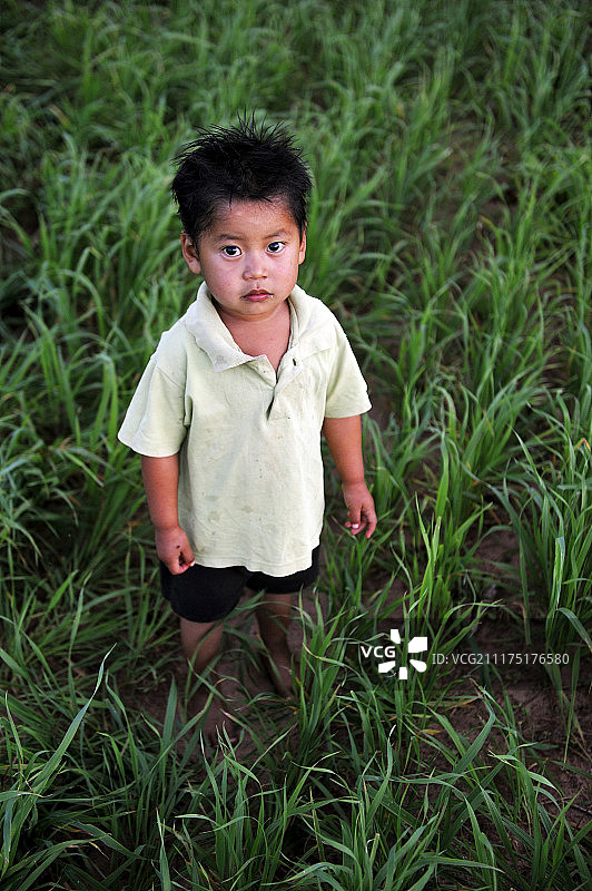 2岁男孩站在燕麦田中，在巴拉圭卡瓜苏省瓜拉尼人社区图片素材