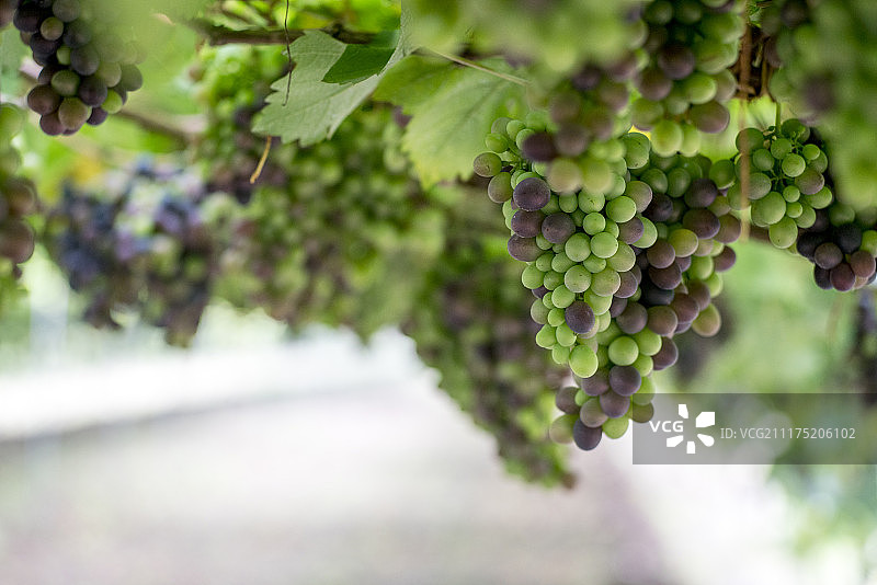 一串生机盎然的葡萄大棚图片素材