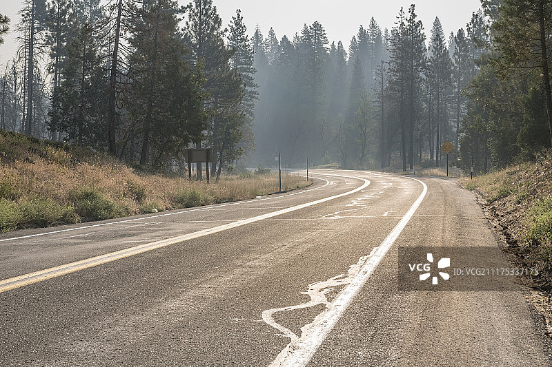 美国松树林荫沥青路背景板图片素材