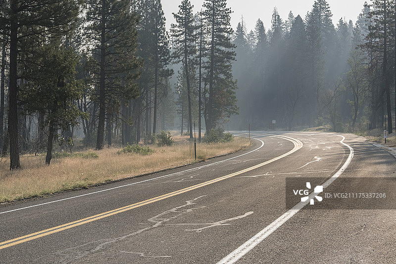 美国松树林荫沥青路背景板图片素材