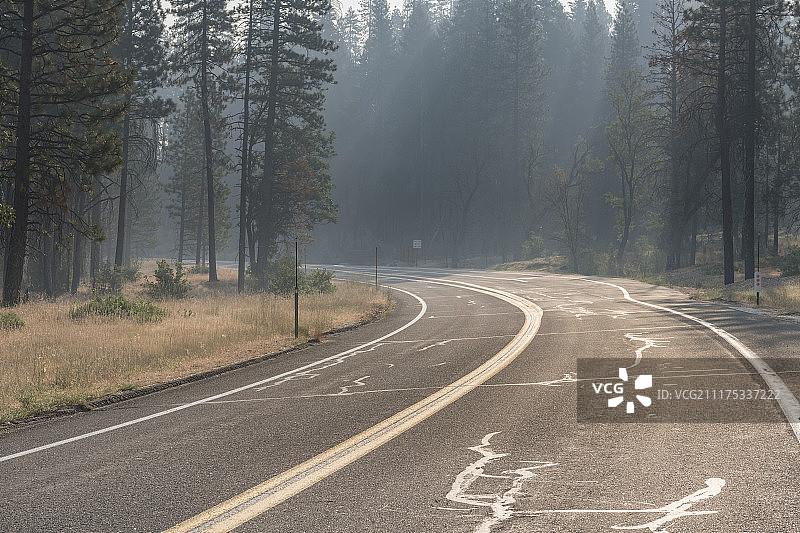 美国松树林荫沥青路背景板图片素材