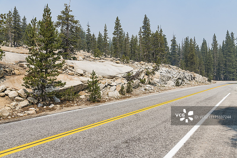 美国松树林荫沥青路背景板图片素材