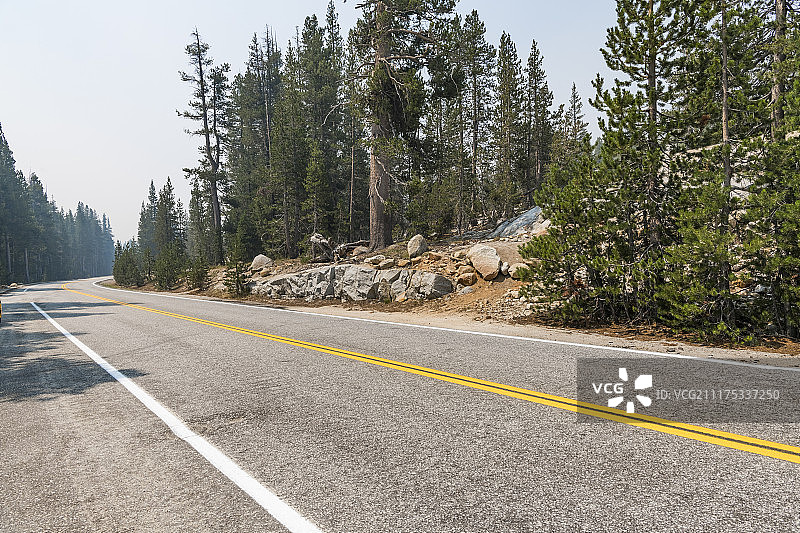美国松树林荫沥青路背景板图片素材