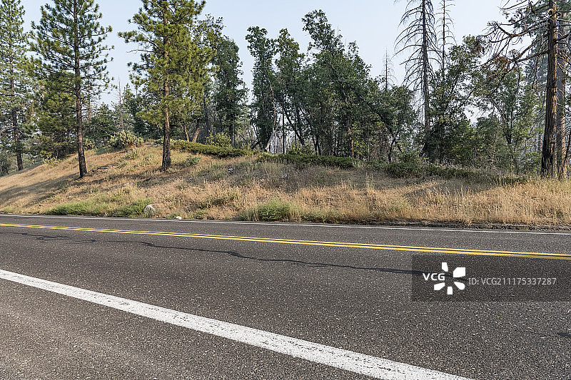美国松树林荫沥青路背景板图片素材