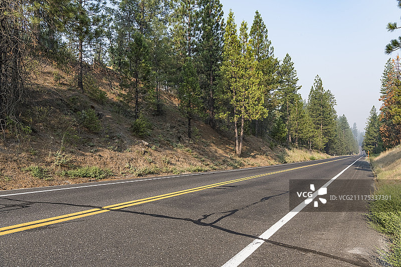 美国松树林荫沥青路背景板图片素材