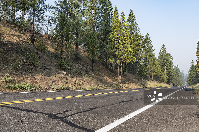 美国松树林荫沥青路背景板图片素材