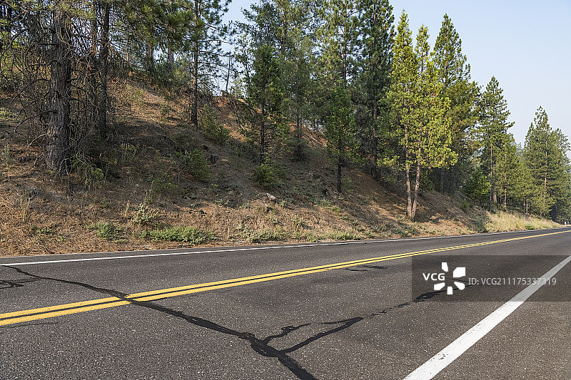 美国松树林荫沥青路背景板图片素材