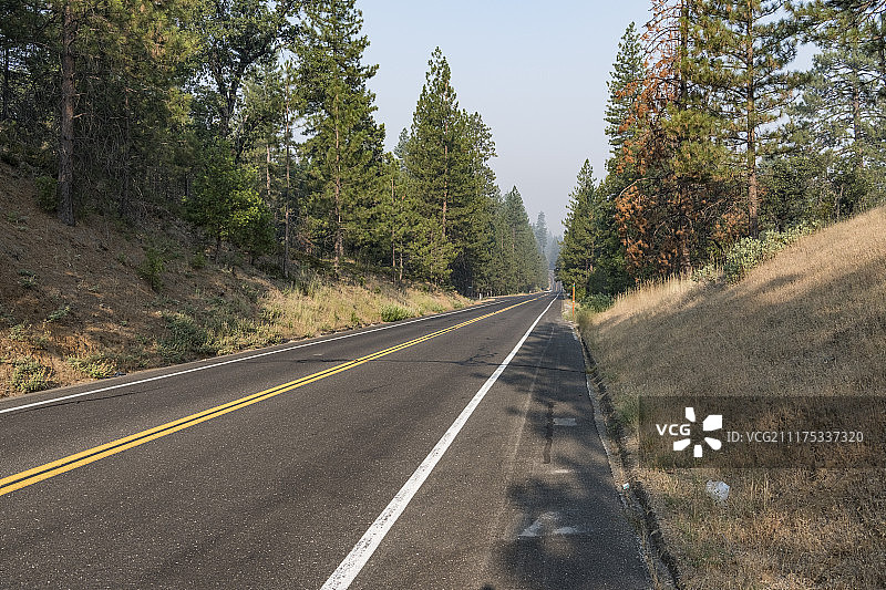 美国松树林荫沥青路背景板图片素材